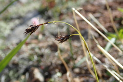 Carex misandra