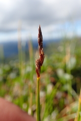 Carex vanheurckii