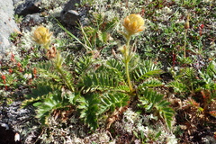 Geum glaciale