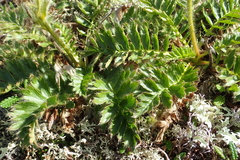 Geum glaciale