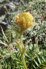 Geum glaciale
