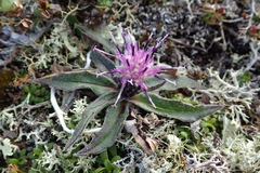 Saussurea kamtschatica