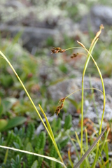 Carex capillaris fuscidula