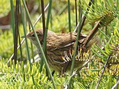 Poodytes punctatus vealeae