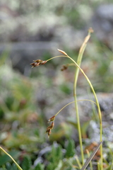 Carex capillaris fuscidula