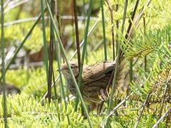 Poodytes punctatus vealeae