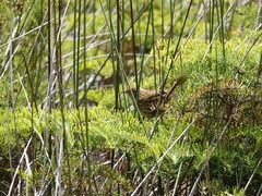 Poodytes punctatus vealeae