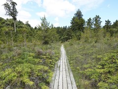 Poodytes punctatus vealeae