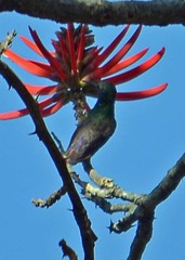 Cynanthus latirostris propinquus