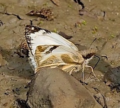 Heliopetes omrina