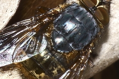 Calliphora hilli