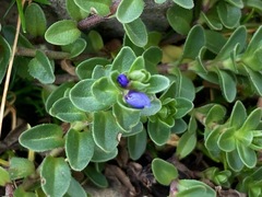 Veronica nummularia, photograph (c) Fabien Anthelme, some rights reserved (CC BY-SA)