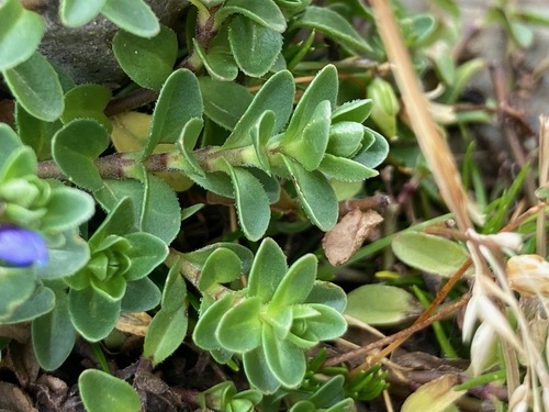 Veronica nummularia, photograph 6