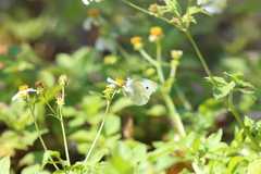 Pieris rapae crucivora
