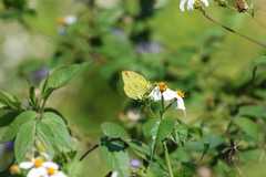 Eurema hecabe hecabe
