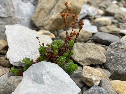 Image of Saxifraga praetermissa by (c) Fabien Anthelme, some rights reserved (CC BY-SA)