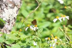 Symbrenthia lilaea formosanus