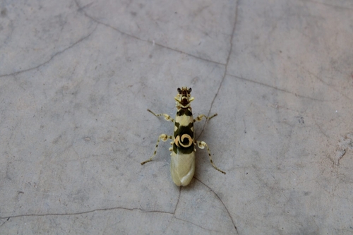 African Spiny Flower Mantis