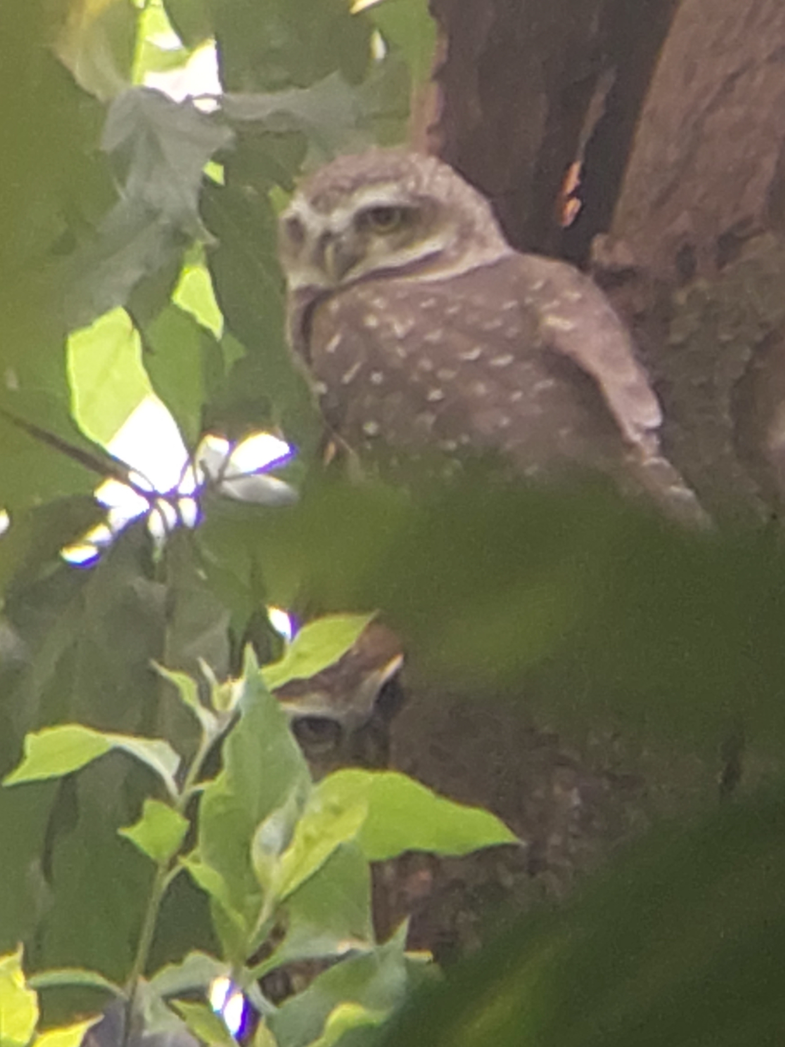 Spotted Owlet