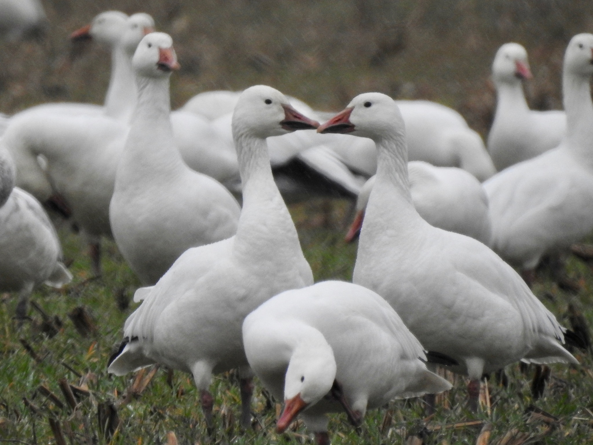 Snow Goose (Anser caerulescens)
