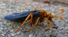 Hemipepsis tamisieri