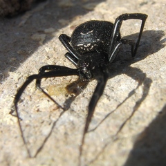 Latrodectus tredecimguttatus