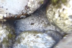 Pempheris multiradiata