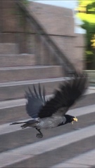 Corvus cornix
