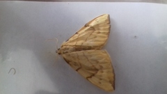 Gandaritis pyraliata