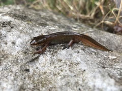 Lissotriton