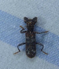 Metademius floccosus