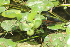 Eichhornia crassipes image