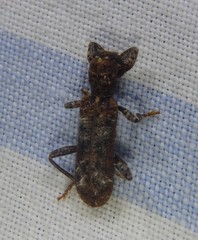 Metademius floccosus