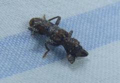 Metademius floccosus