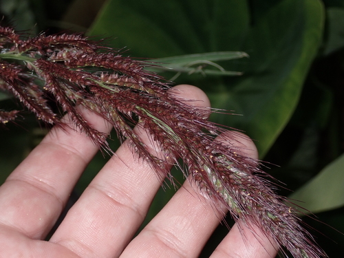 Echinochloa haploclada observed 2023-09-22