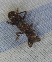 Metademius floccosus