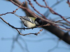 Parus minor
