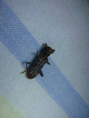 Metademius floccosus