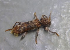 Metademius floccosus