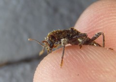 Metademius floccosus