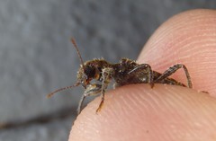 Metademius floccosus