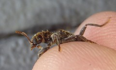 Metademius floccosus