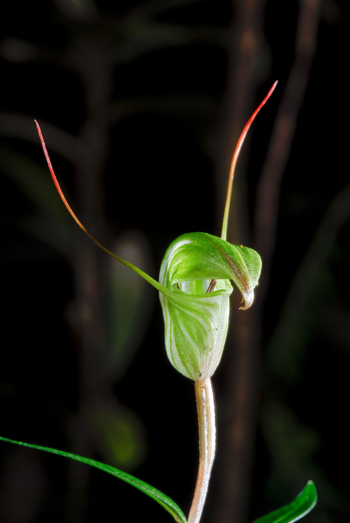 Pterostylis brumalis