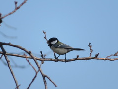 Parus minor