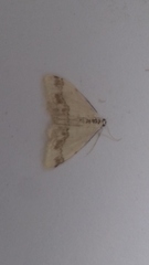 Idaea trigeminata