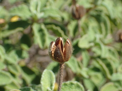 Cistus creticus corsicus