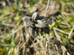 Serpyllum