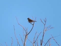 Emberiza cioides