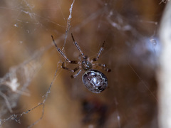 Steatoda castanea