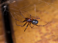 Steatoda castanea